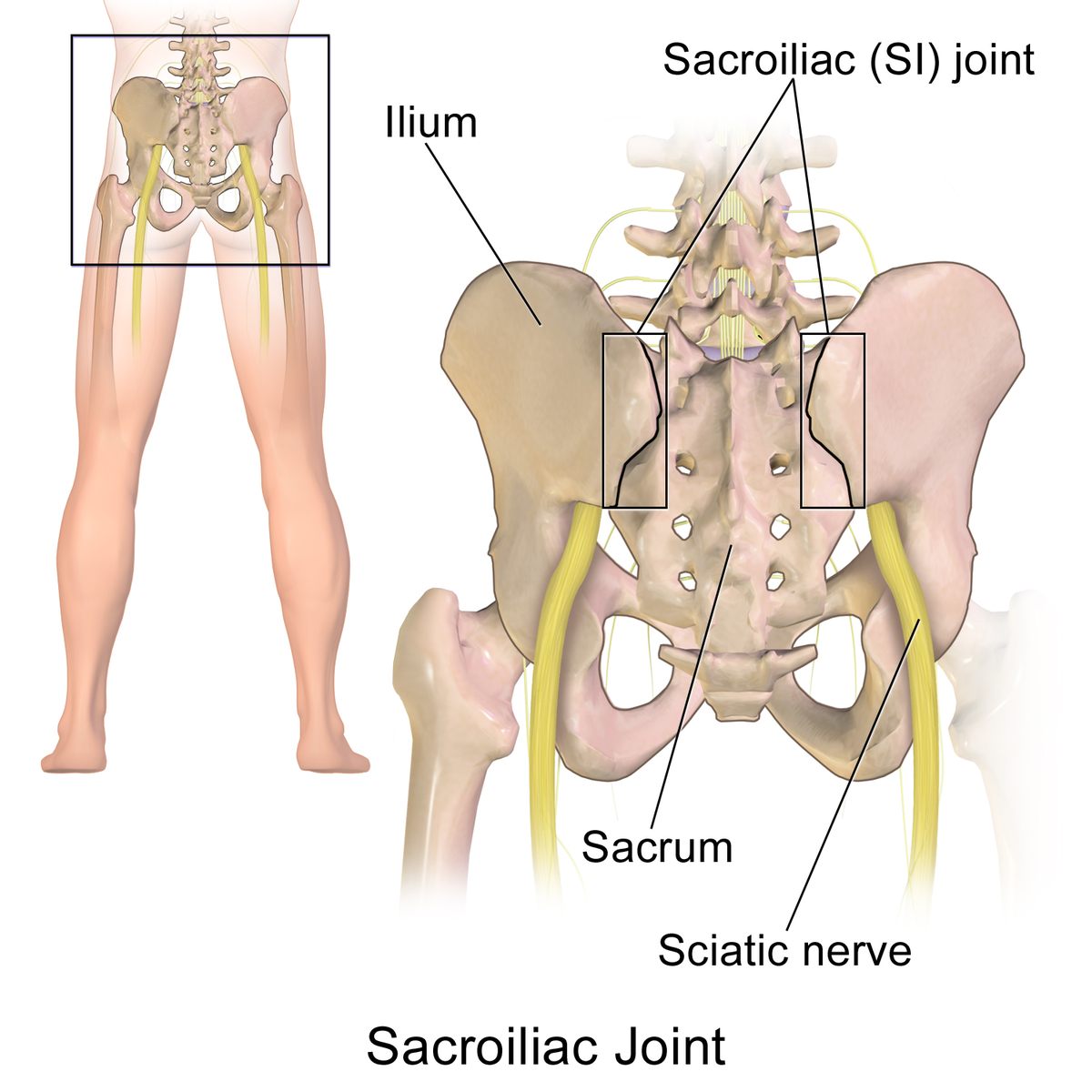 (SIJ) Joint Dysfunction